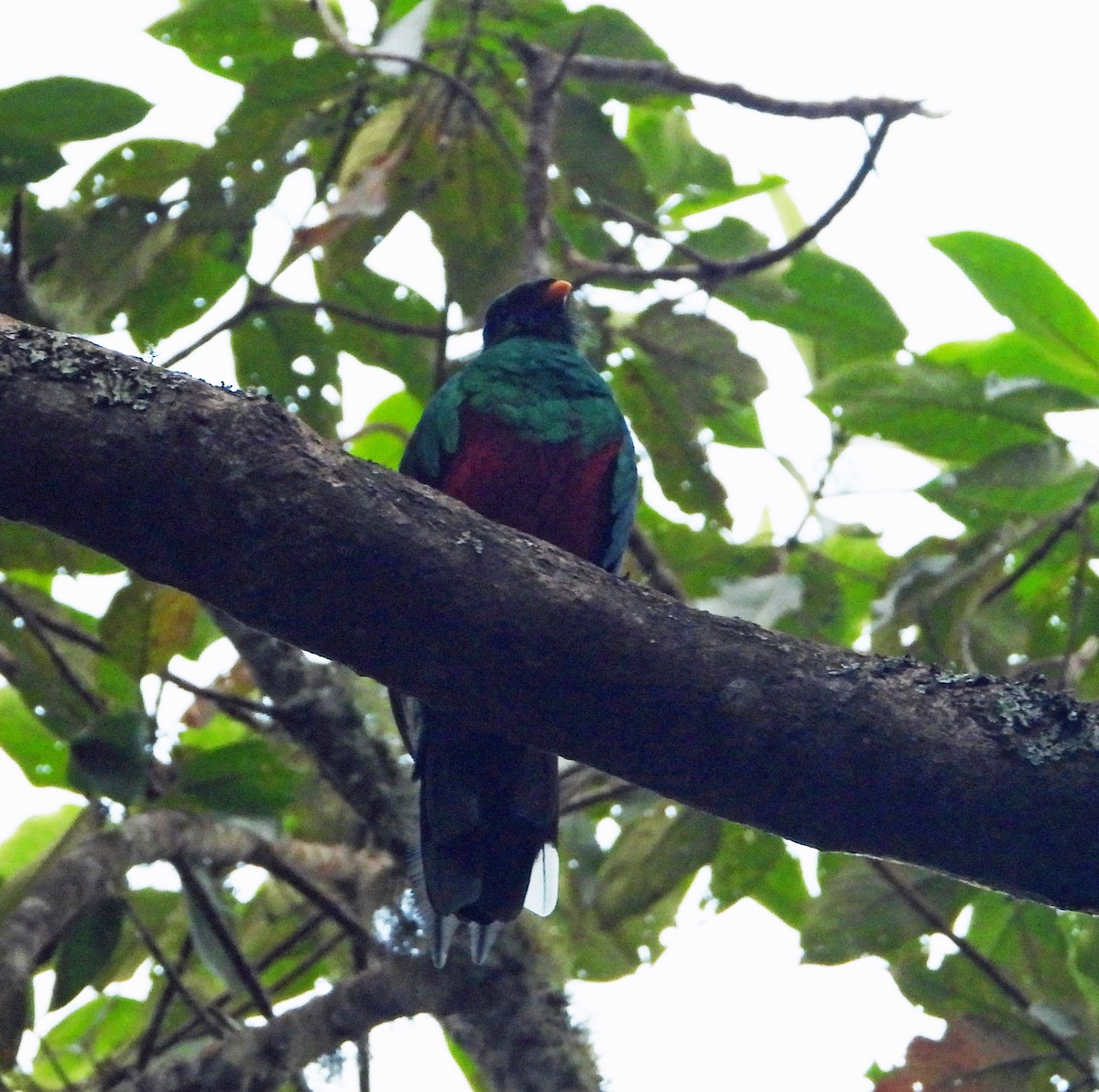 White-tipped Quetzal - ML623055702