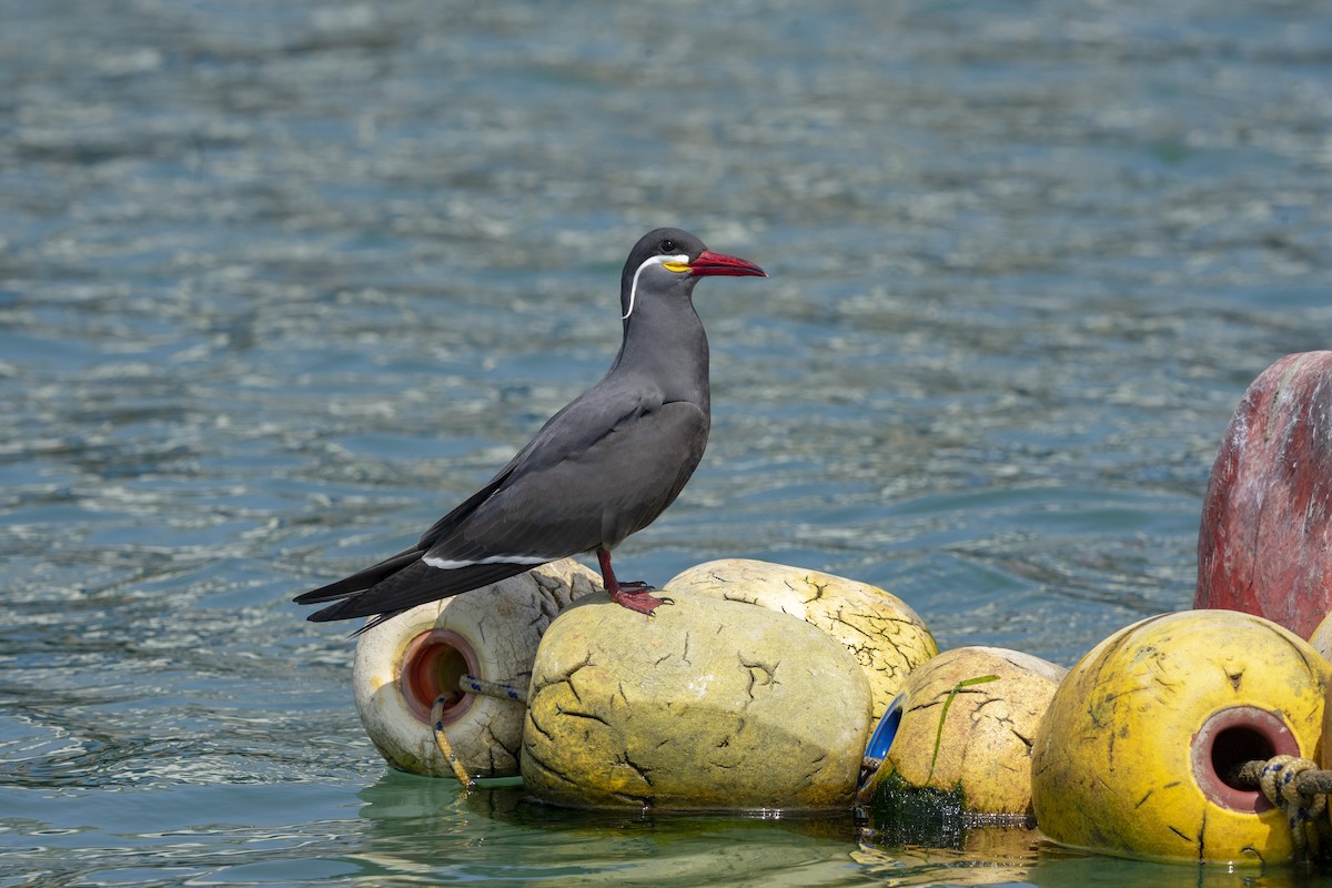 Inca Tern - ML623055738