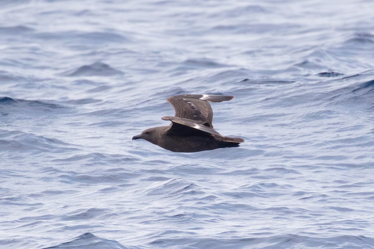 South Polar Skua - ML623055805