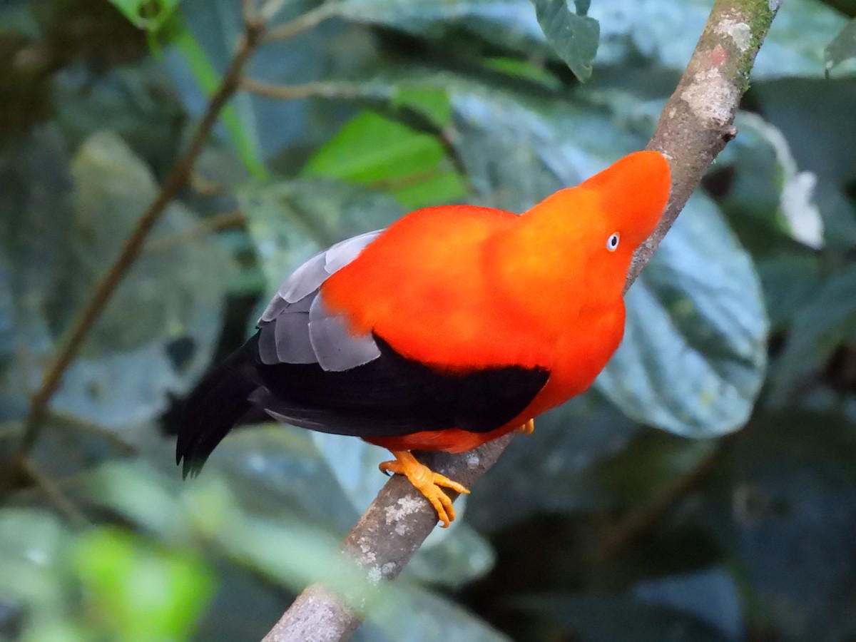 Andean Cock-of-the-rock - Bev Agler