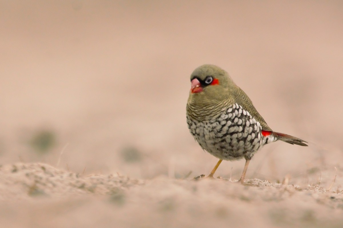 Red-eared Firetail - ML623055827