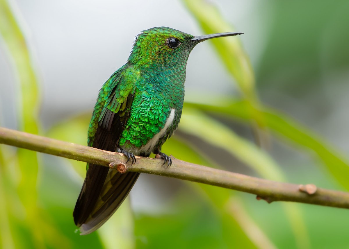 White-tailed Emerald - ML623055828