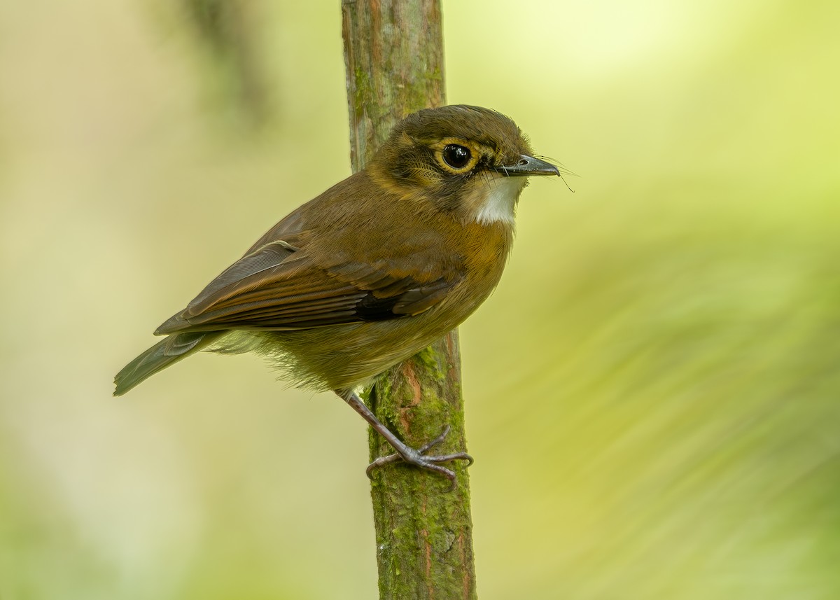 White-throated Spadebill - ML623055835