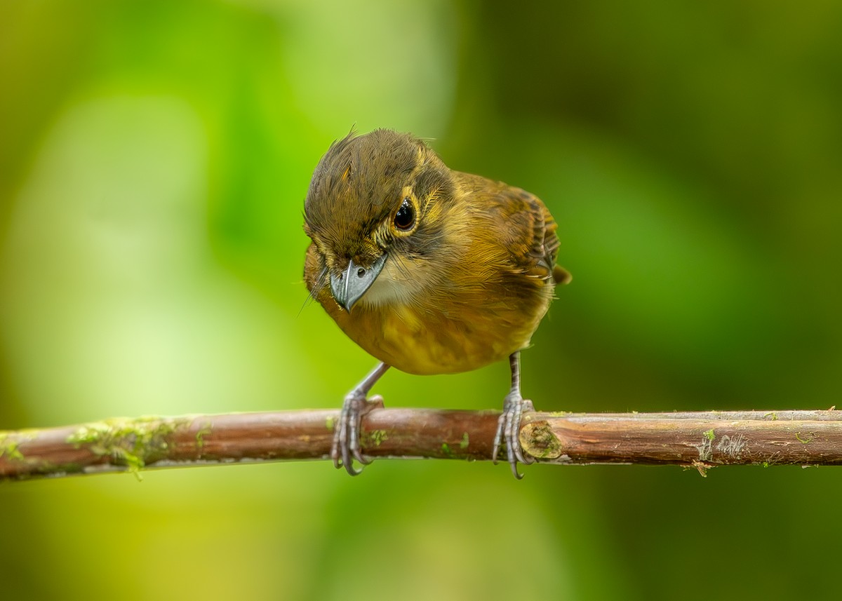 White-throated Spadebill - ML623055837