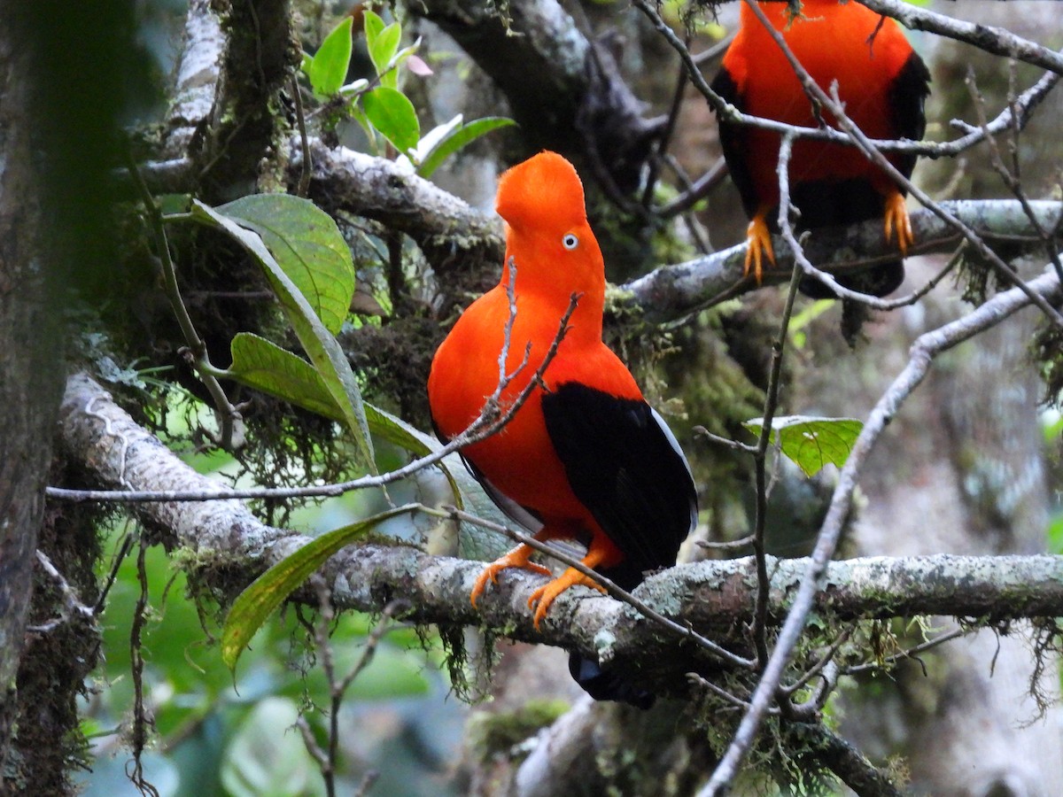 Andean Cock-of-the-rock - Bev Agler