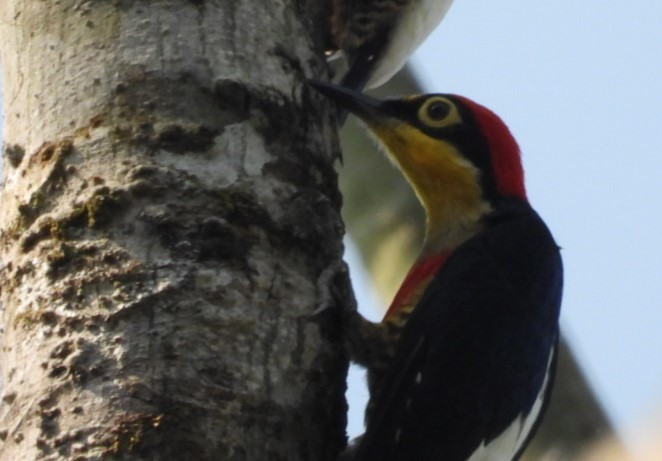 Yellow-tufted Woodpecker - ML623055875