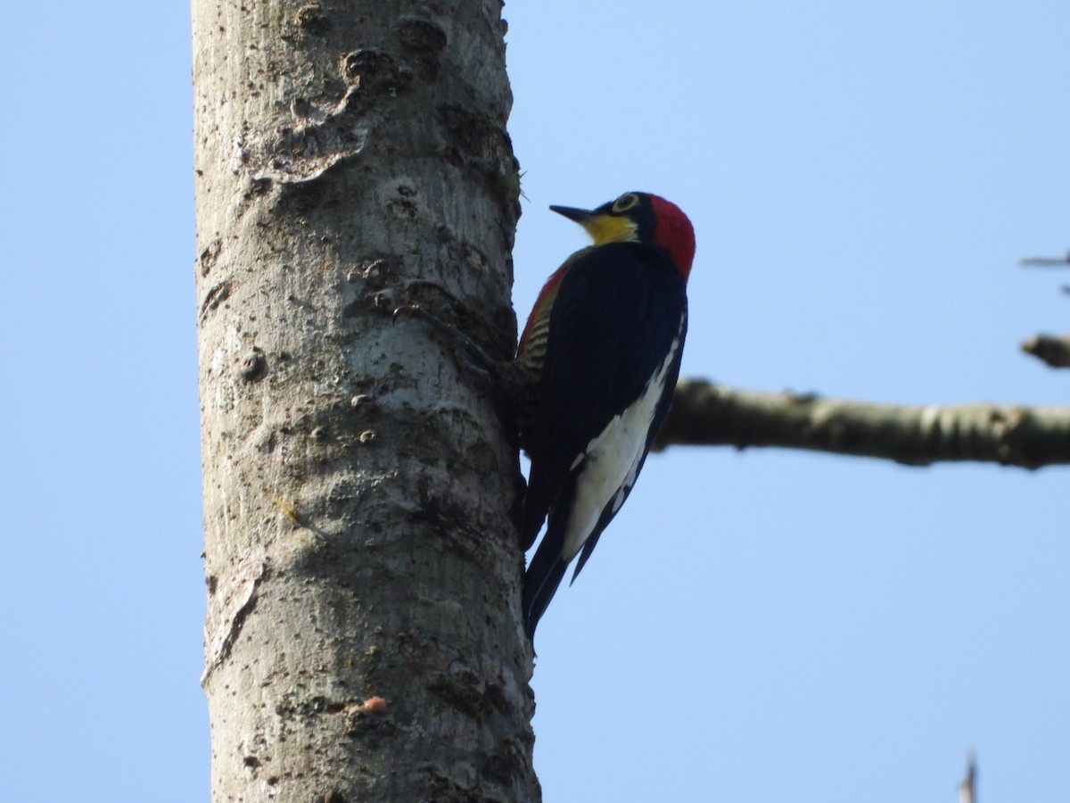 Yellow-tufted Woodpecker - ML623055882