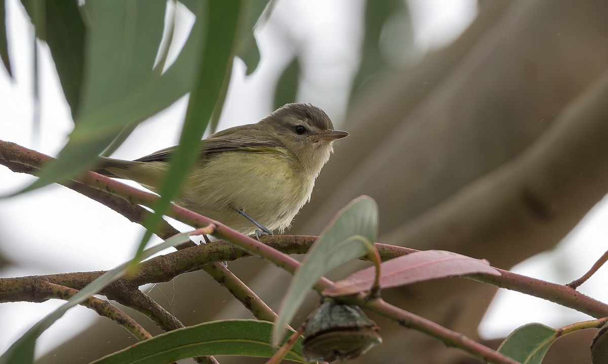 Sängervireo - ML623055926