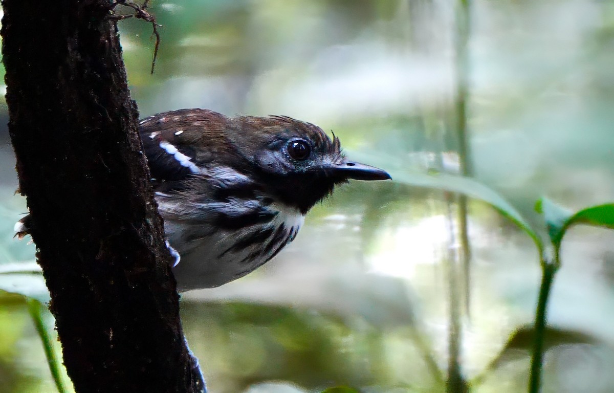 Dot-backed Antbird - ML623056011