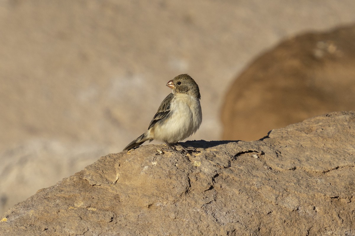 Chestnut-throated Seedeater - ML623056099