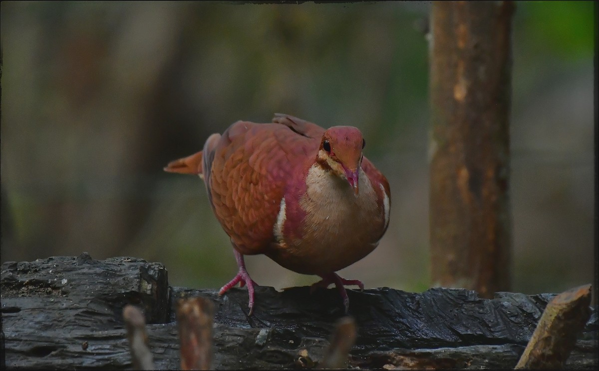 Ruddy Quail-Dove - ML623056157