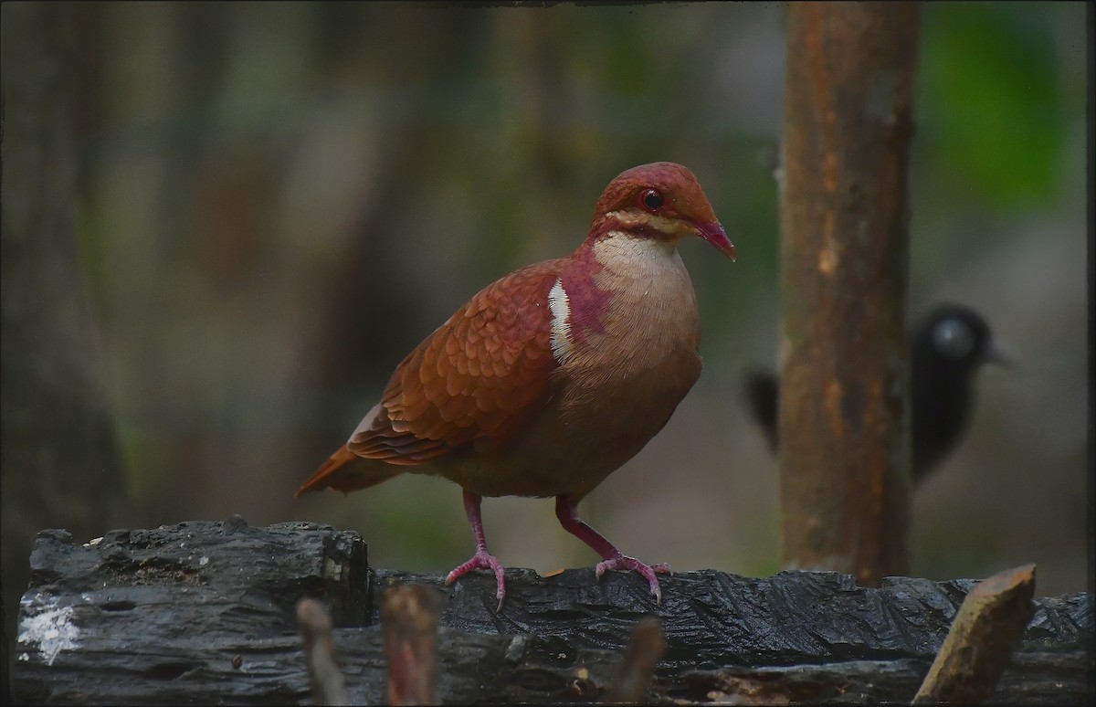 Ruddy Quail-Dove - ML623056158