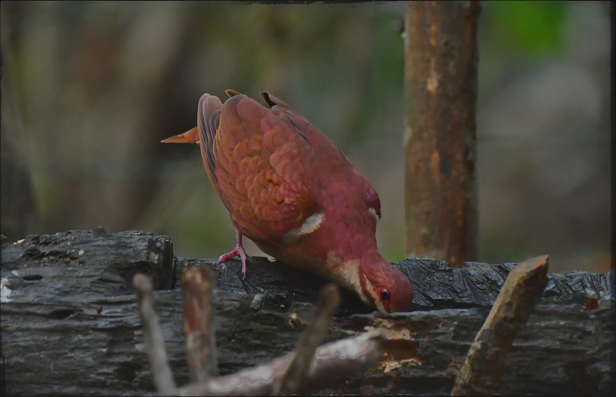 Ruddy Quail-Dove - ML623056159