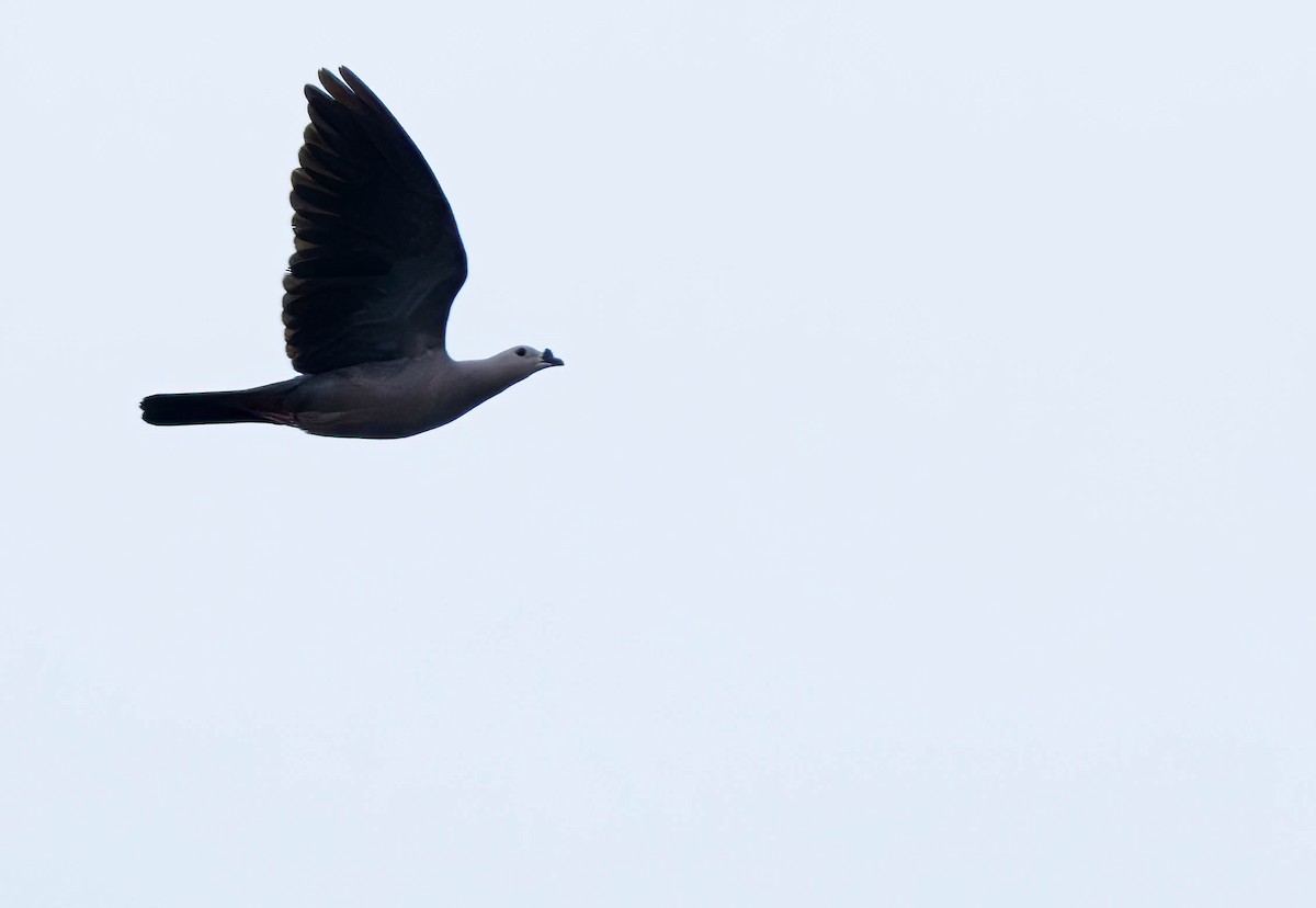 Pacific Imperial-Pigeon - ML623056162