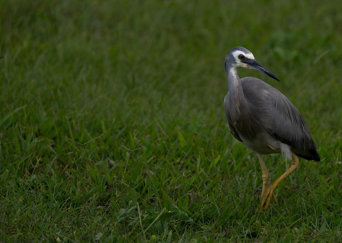 White-faced Heron - ML623056165