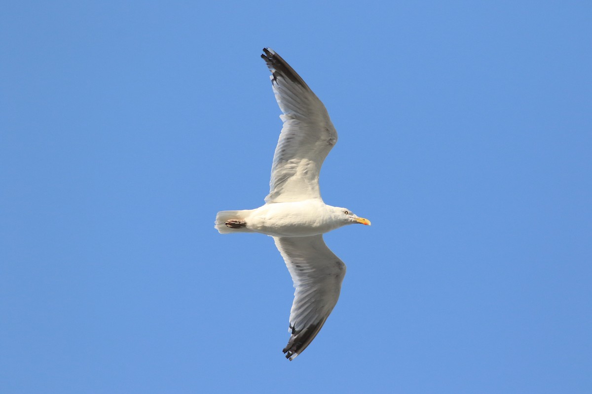 Gaviota Argéntea (americana) - ML623056170