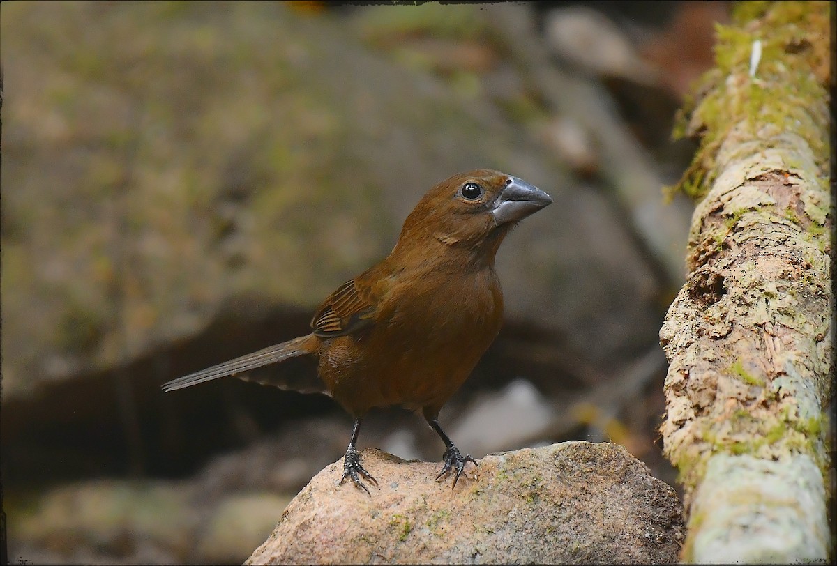 Amazonian Grosbeak - ML623056174