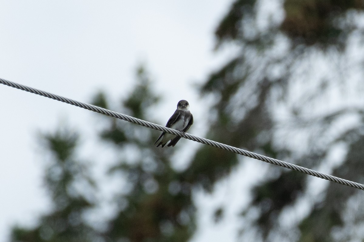 Bank Swallow - ML623056185