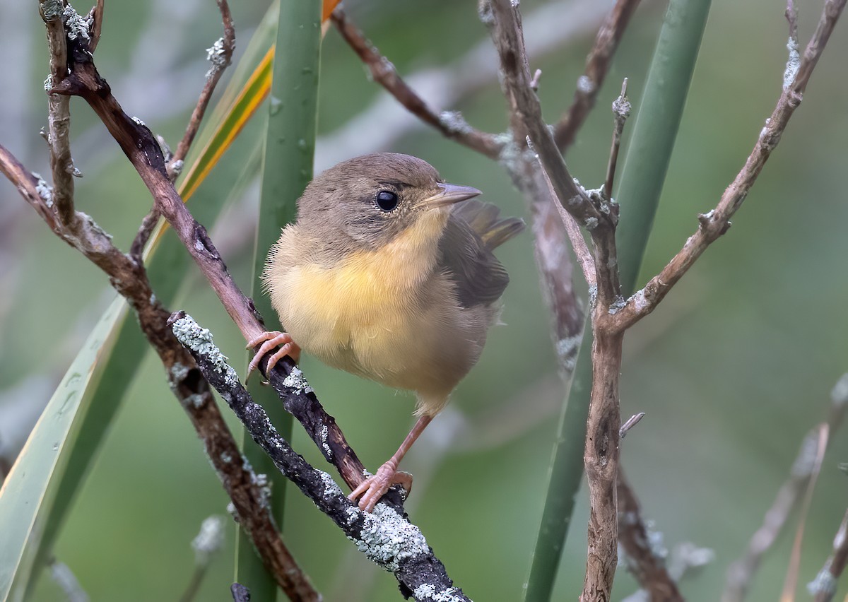 Common Yellowthroat - ML623056192