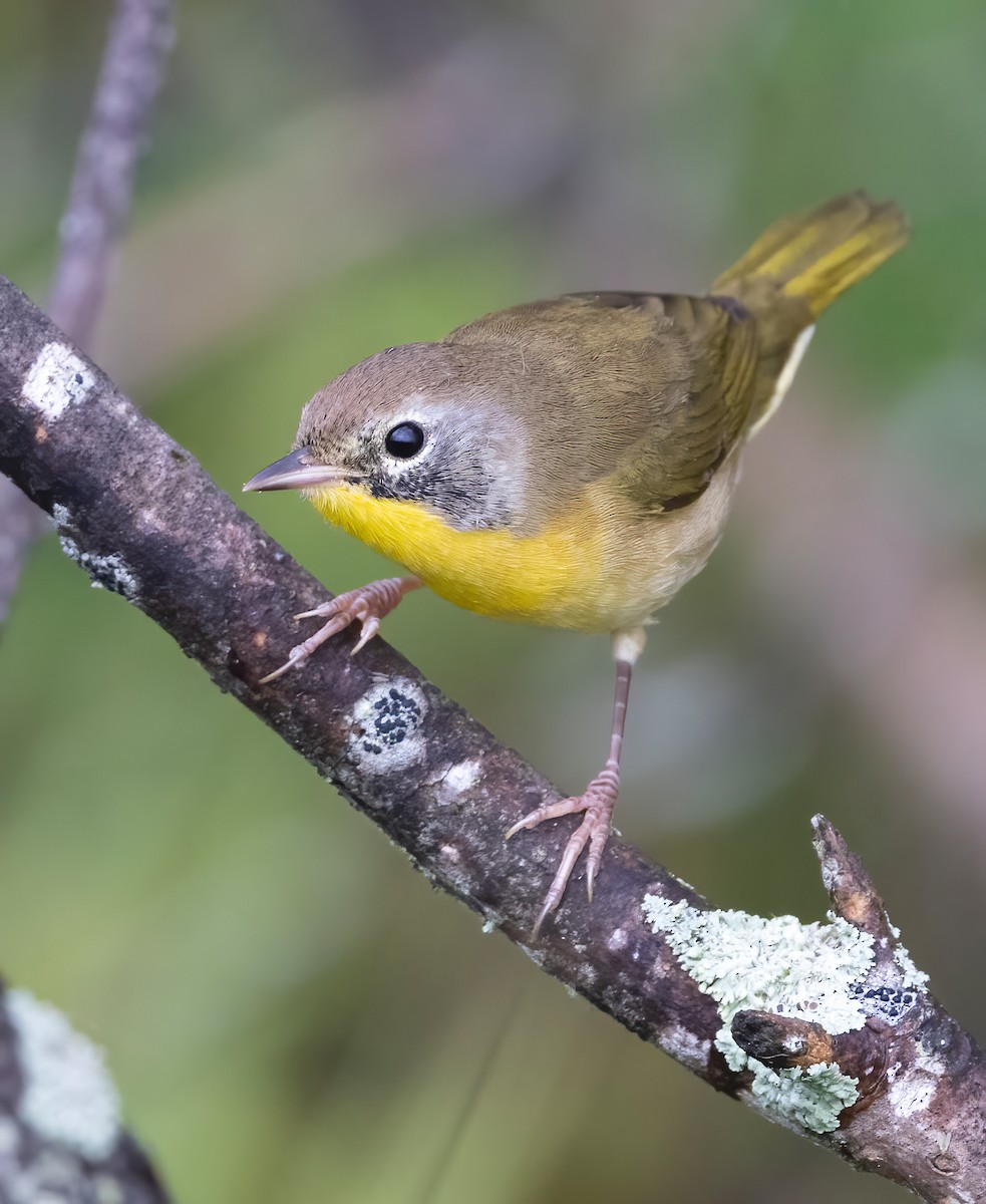 Common Yellowthroat - ML623056193