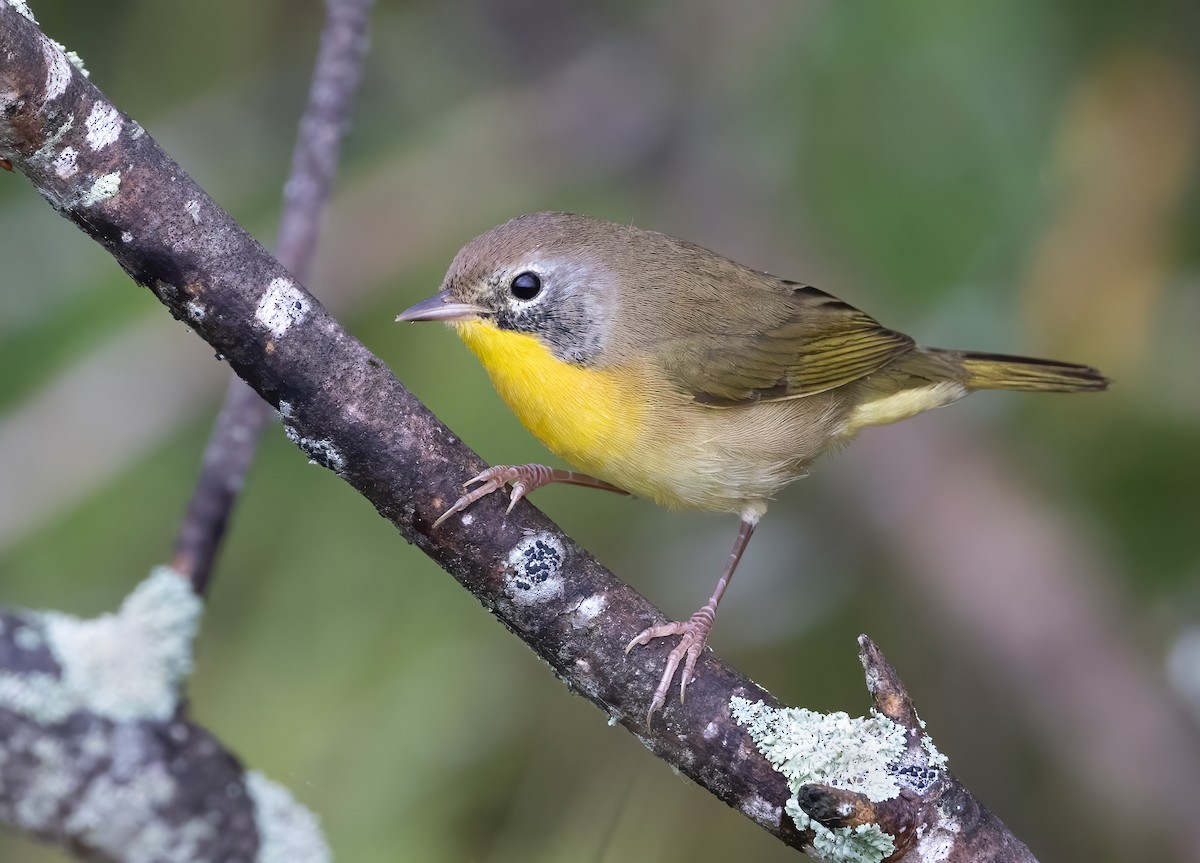 Common Yellowthroat - ML623056194
