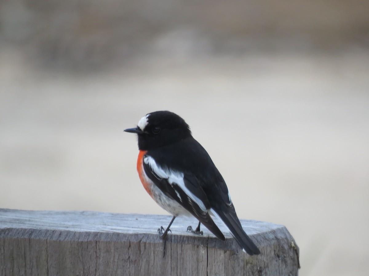 Scarlet Robin - ML623056233