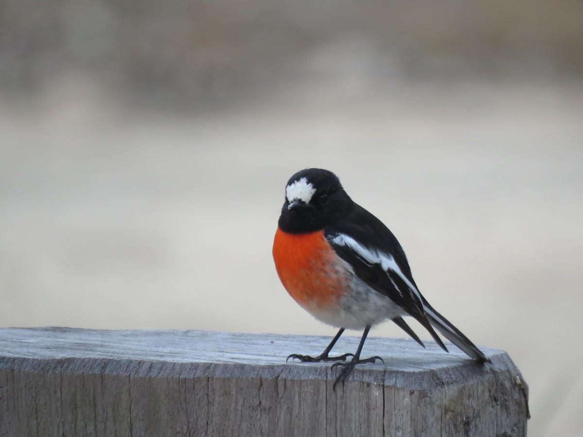 Scarlet Robin - ML623056234