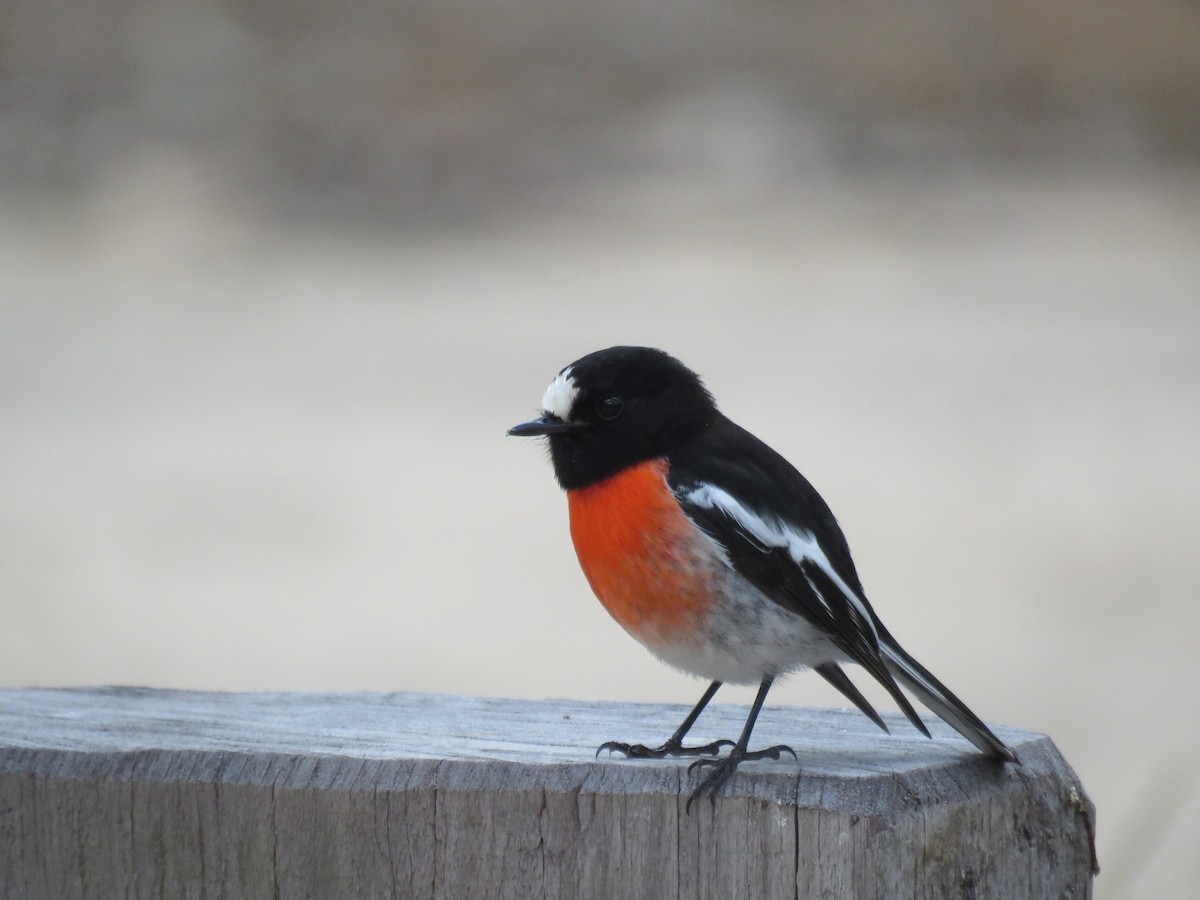 Scarlet Robin - ML623056235