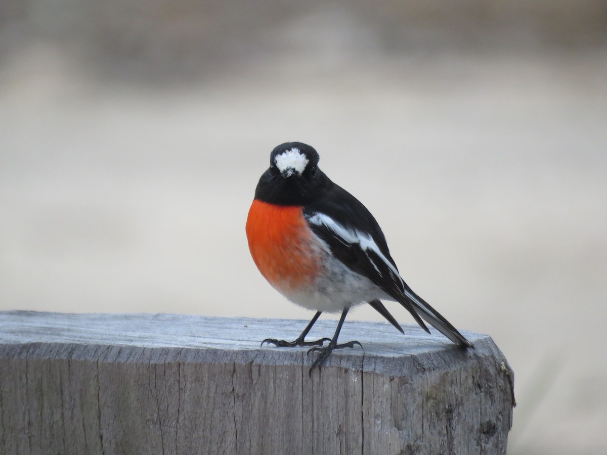Scarlet Robin - ML623056236