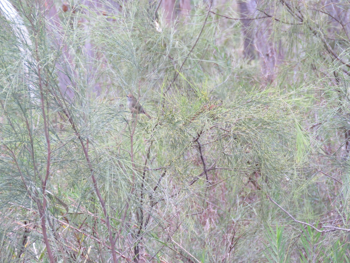 Brown Thornbill - ML623056255