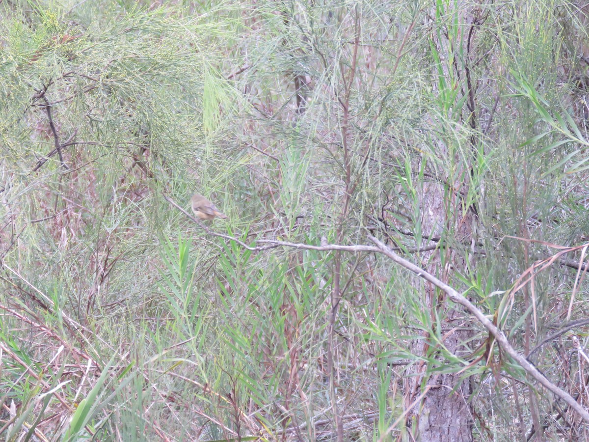 Brown Thornbill - ML623056256
