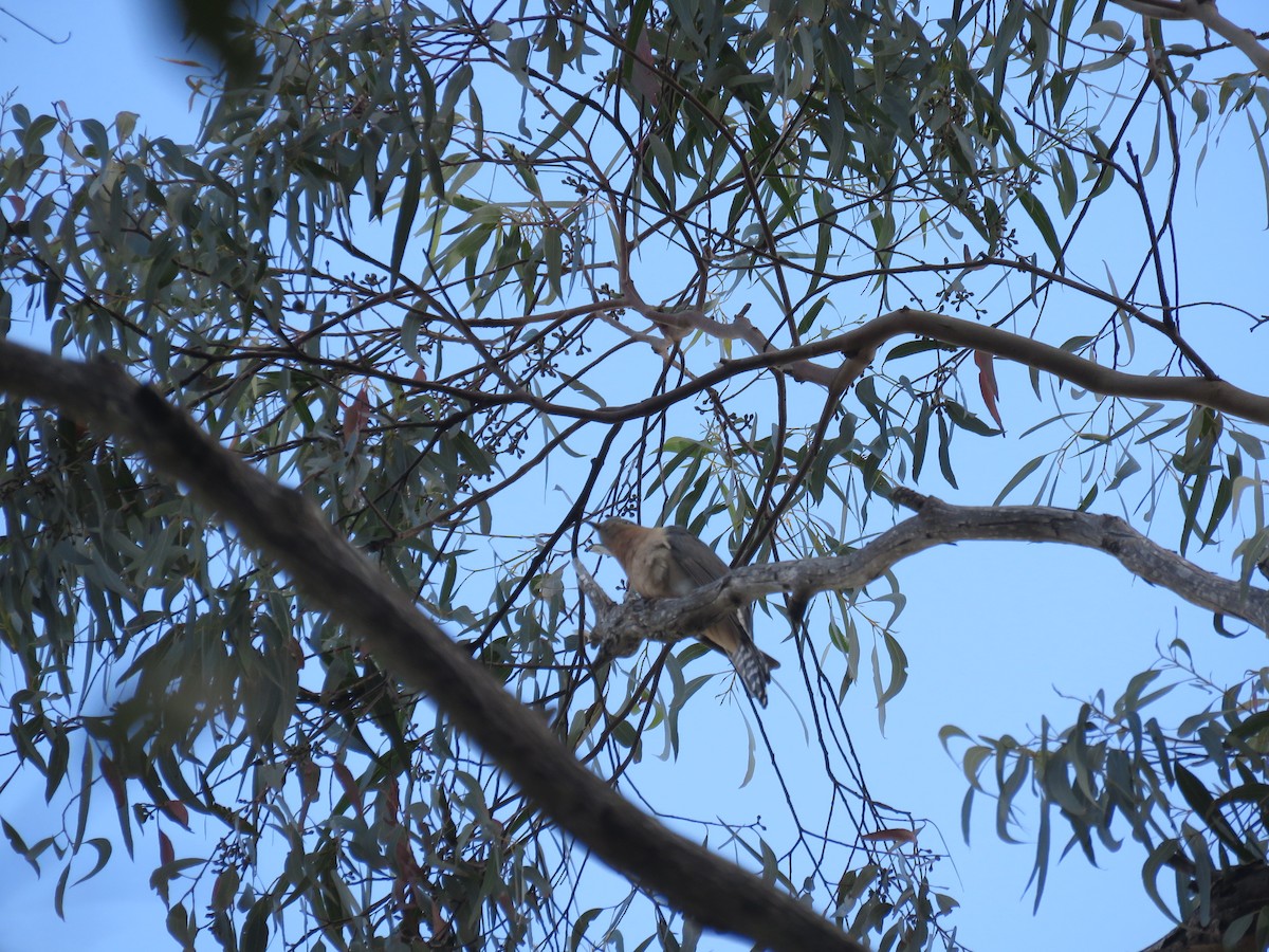 Fan-tailed Cuckoo - ML623056277