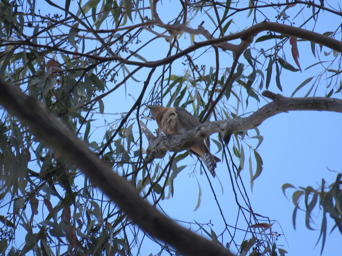 Fan-tailed Cuckoo - ML623056278