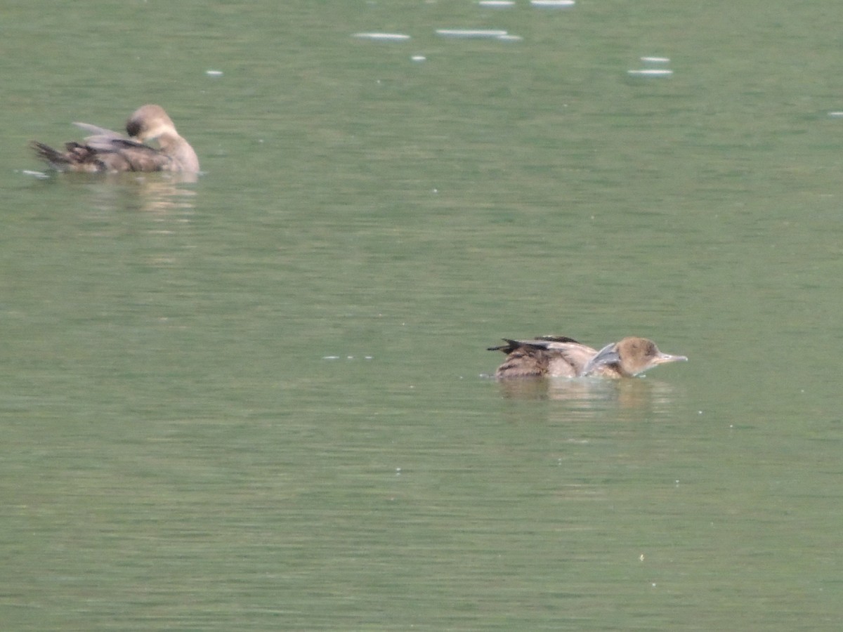 Hooded Merganser - ML623056383