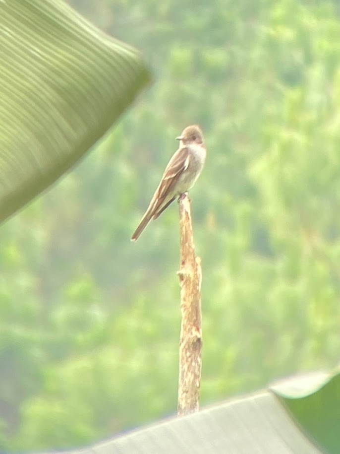 Western Wood-Pewee - ML623056432