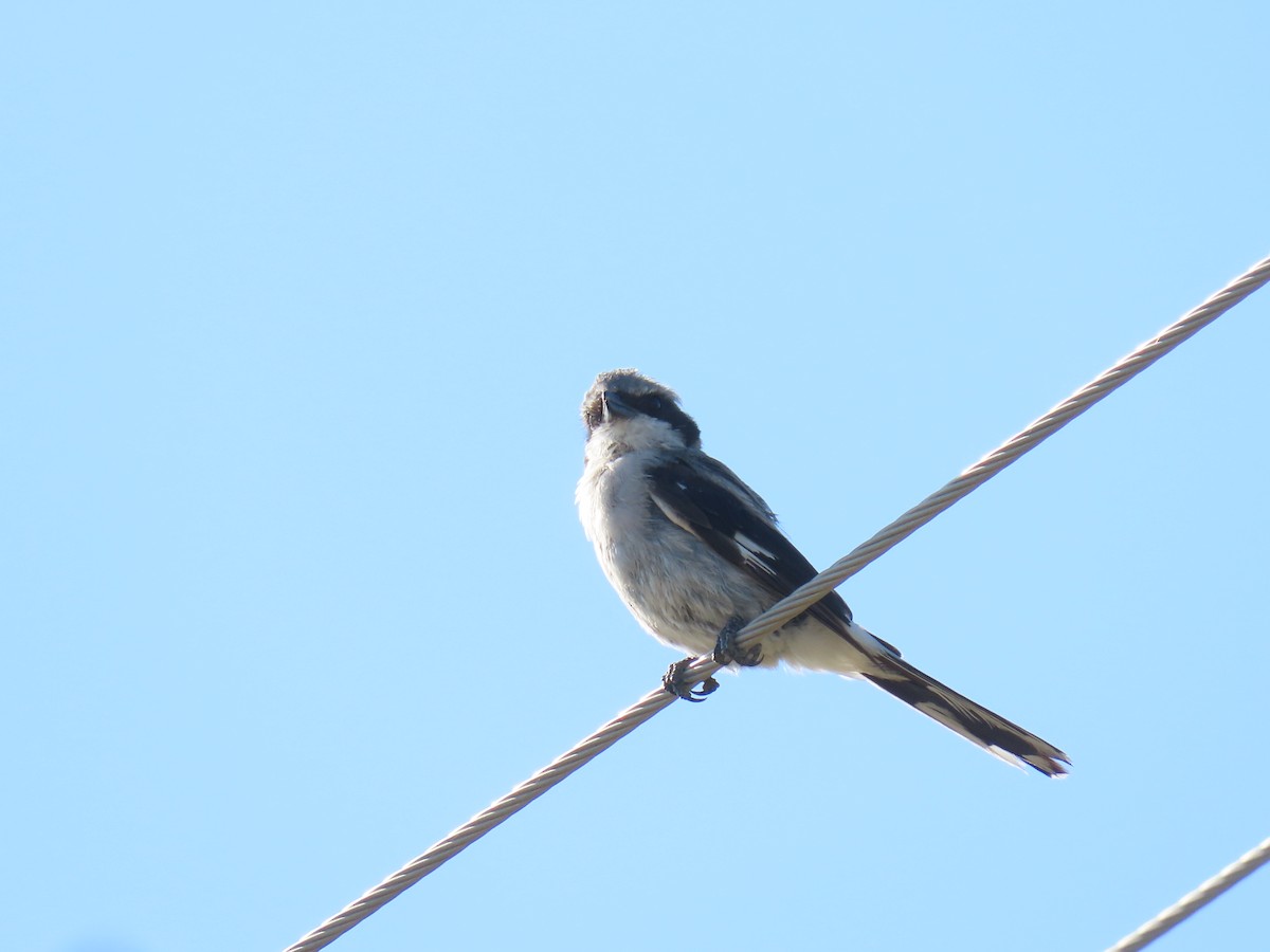 Loggerhead Shrike - ML623056510