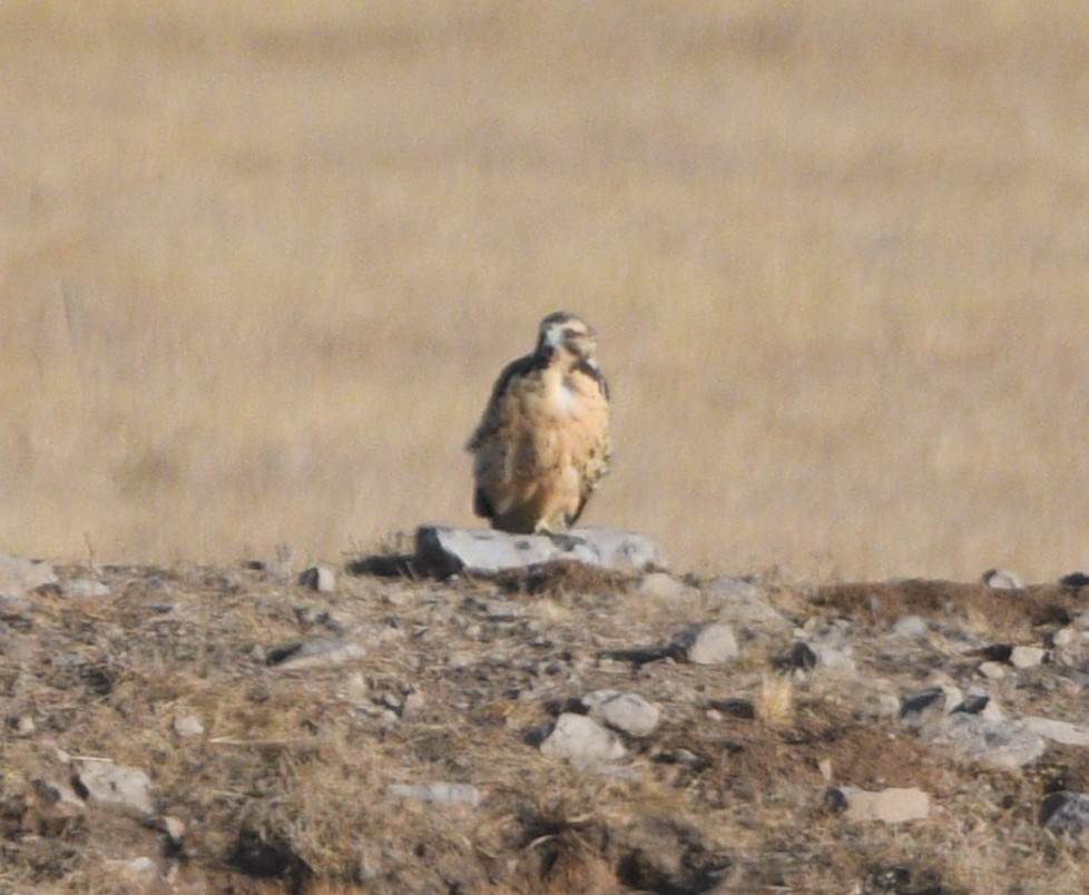 Канюк прерієвий - ML623056535