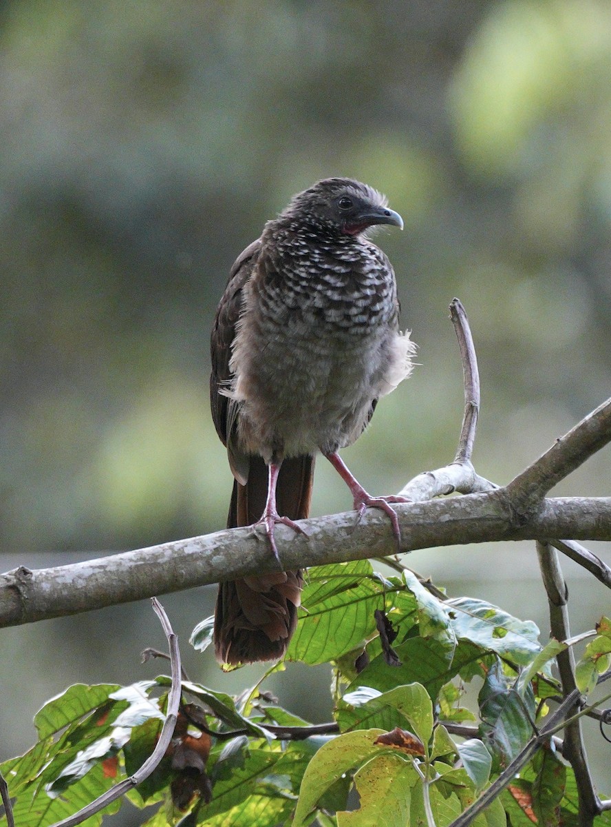 Speckled Chachalaca - ML623056536