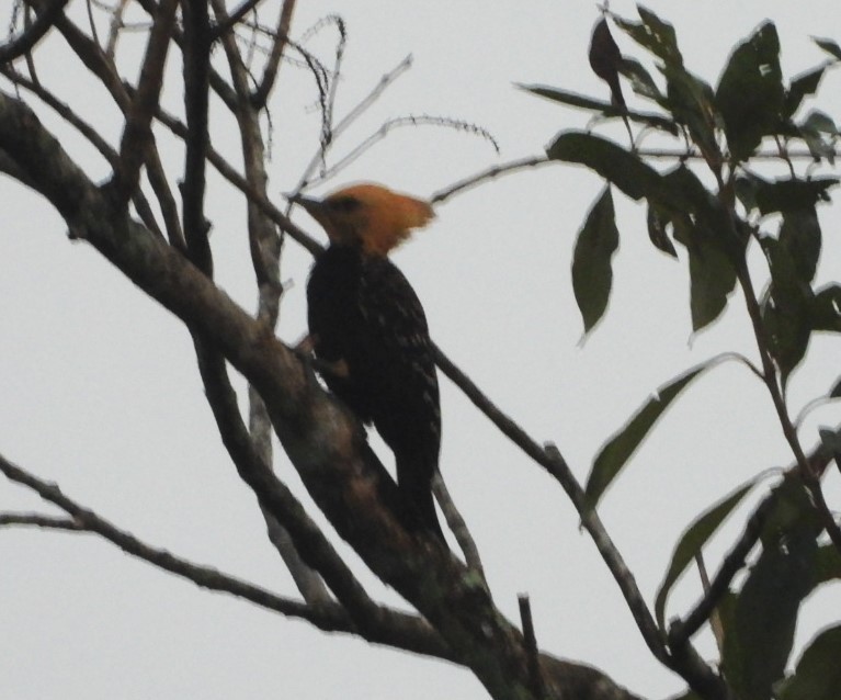 Blond-crested Woodpecker - ML623056571