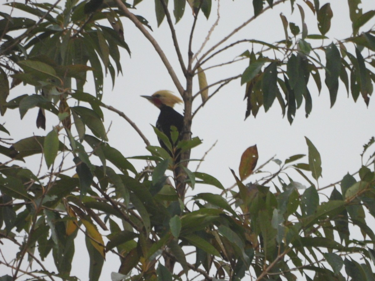 Blond-crested Woodpecker - ML623056588