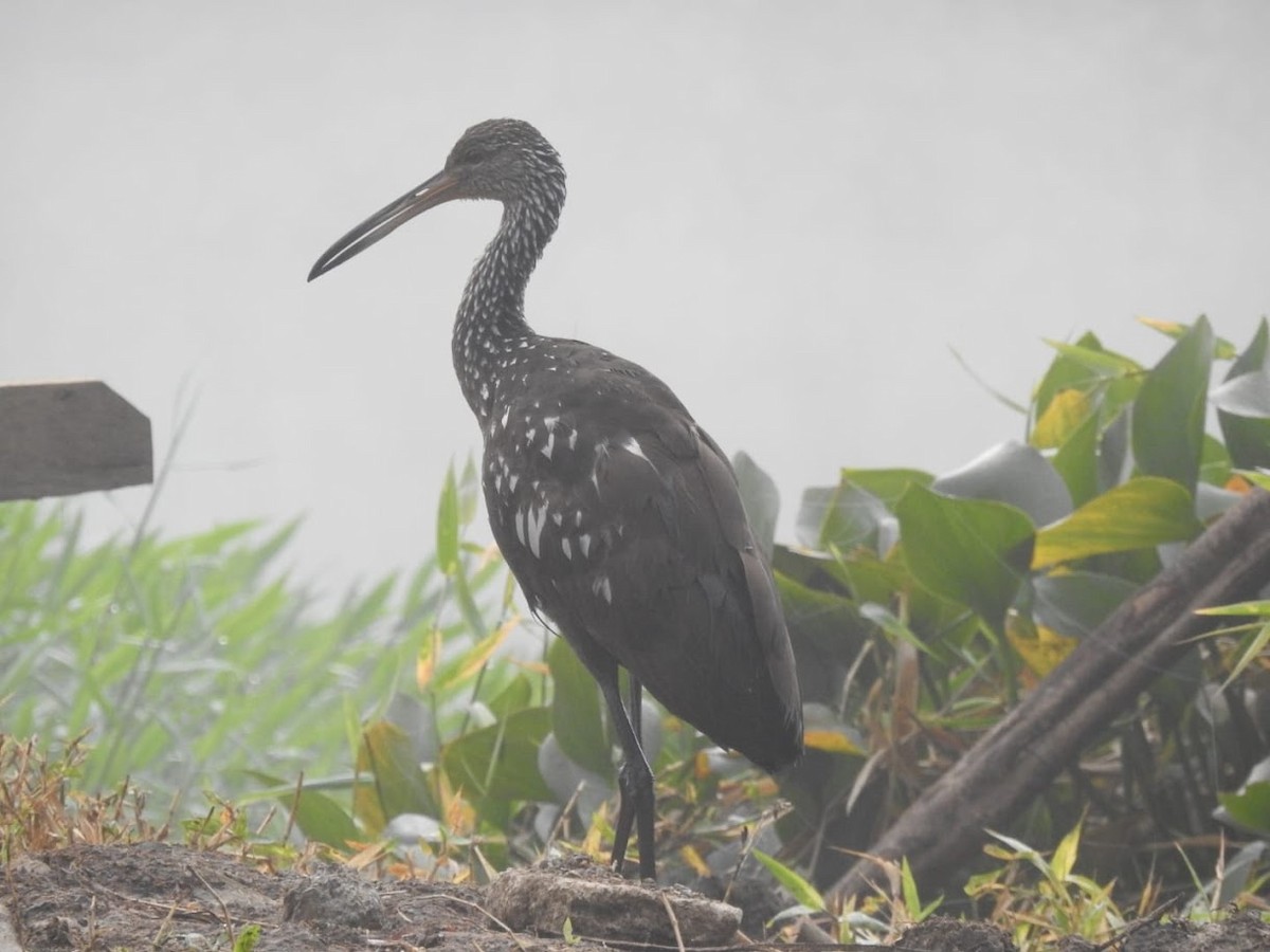 Limpkin - ML623056633