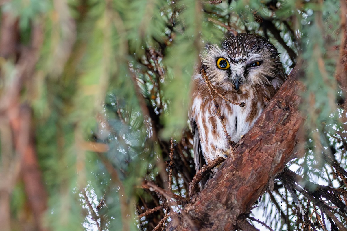 Northern Saw-whet Owl - Mason Maron