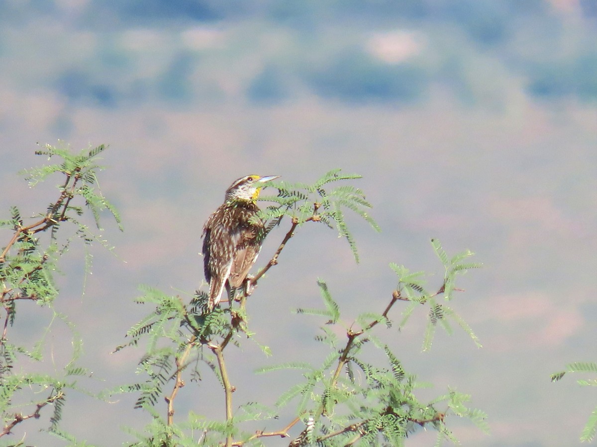 Chihuahuan Meadowlark - ML623056683