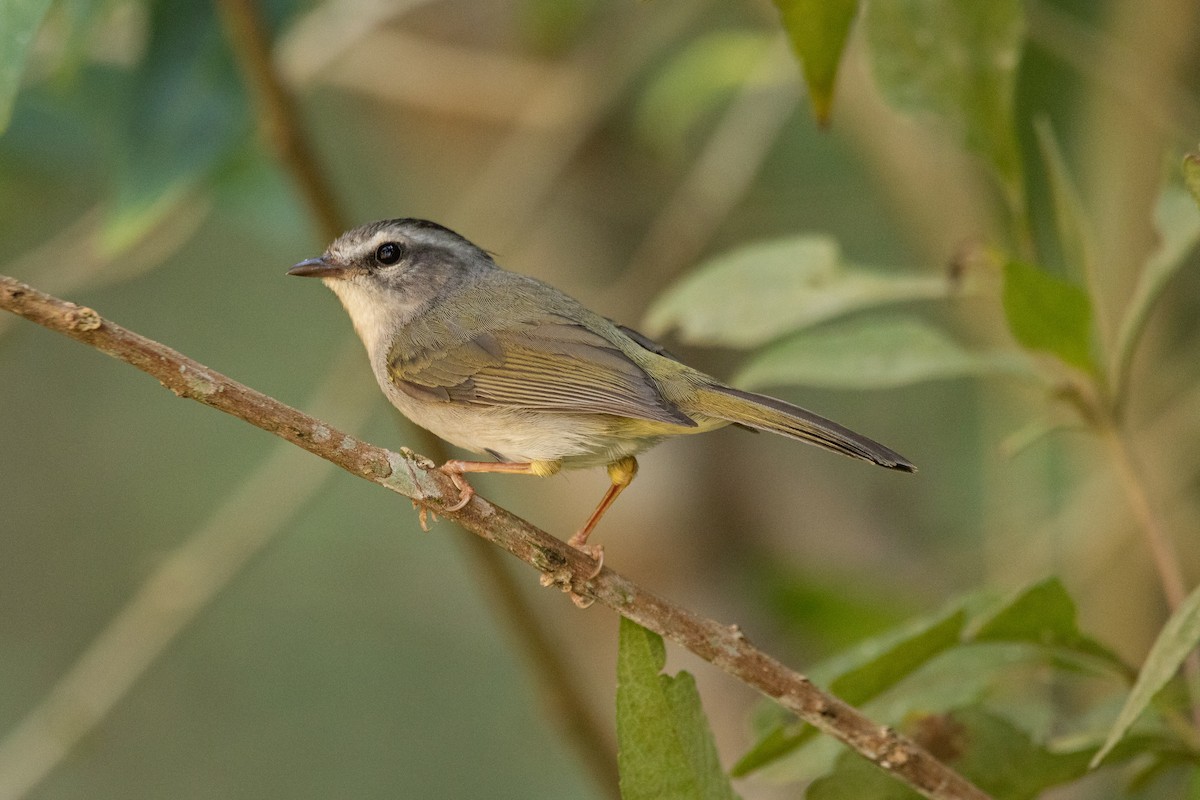 Golden-crowned Warbler (White-bellied) - ML623056713