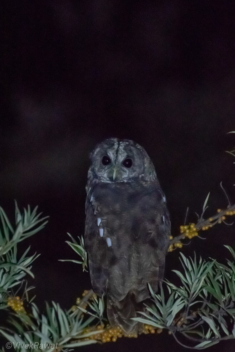 Himalayan Owl - ML623056775