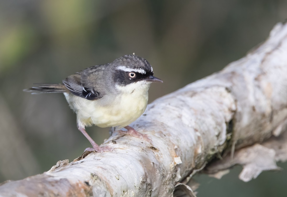 White-browed Scrubwren (Buff-breasted) - ML623056885