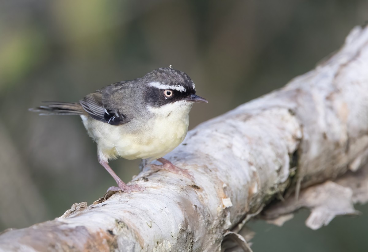 White-browed Scrubwren (Buff-breasted) - ML623056886