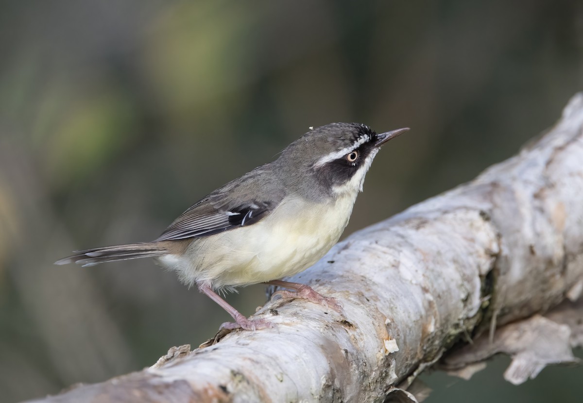 White-browed Scrubwren (Buff-breasted) - ML623056887