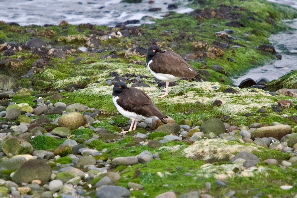 American Oystercatcher - ML623057044