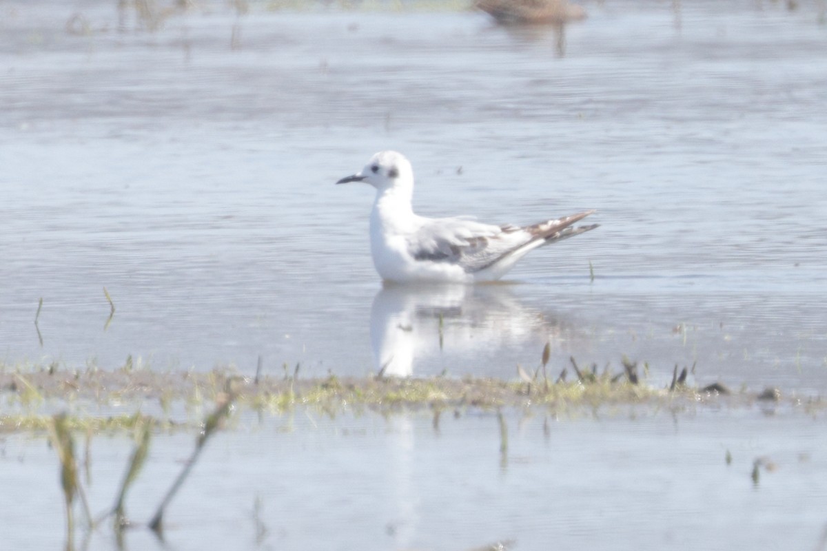 Bonaparte's Gull - ML623057245